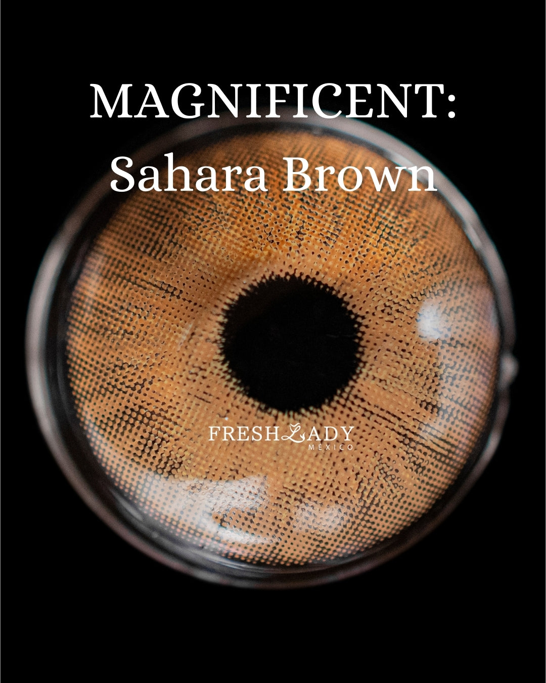 Brown Sahara: Magnificent